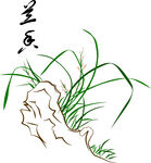 兰花 矢量图