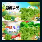 生菜