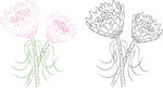 帝王花 矢量图