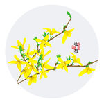 手绘连翘