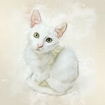 手绘素描宠物猫装饰画海报