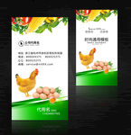 鸡名片