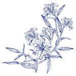 百合花手绘线描