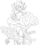 荷花