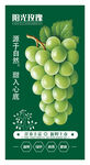 晴王葡萄