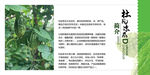 苦瓜展板设计