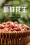 新鲜花生海报