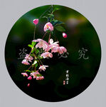 垂丝海棠