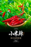 小米辣海报 