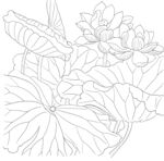 荷花