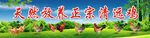 天然放养正宗清远鸡