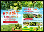 李子DM单