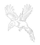 鸟
