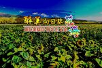 向日葵