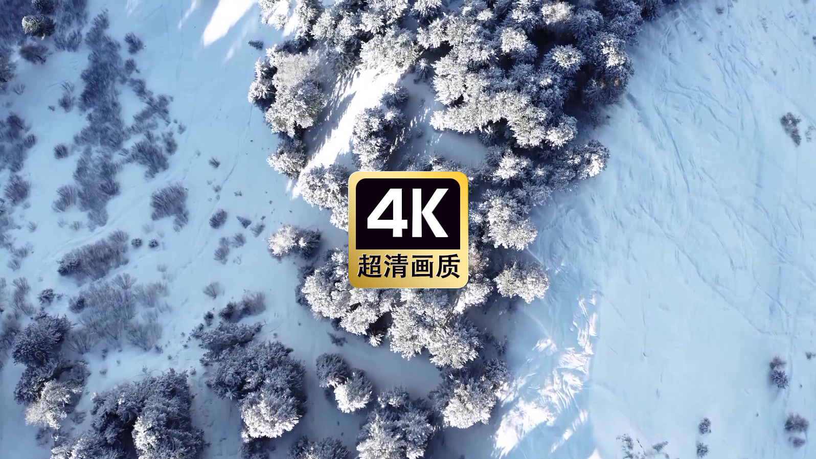 短视频素材航拍雪山松林美景