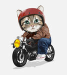 摩托车小猫