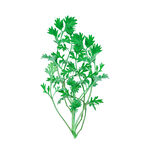 绿色艾灸草元素
