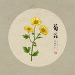 手绘菊花
