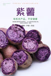 紫薯海报
