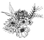 黑白花卉插画