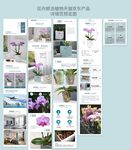 花卉鲜活植物产品详情页