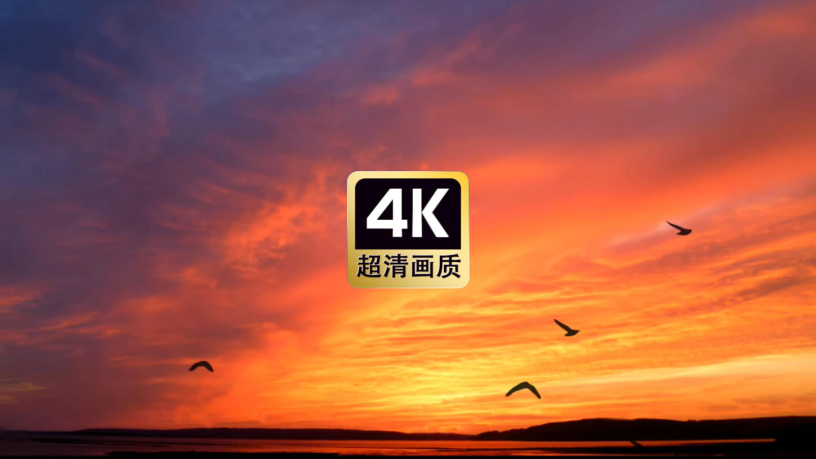 海上夕阳飞鸟美景