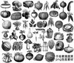 蔬菜素描