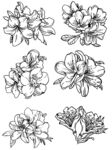 矢量花朵手绘线稿插画素材