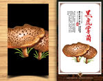 松茸插画