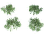 柳树