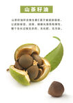 山茶籽
