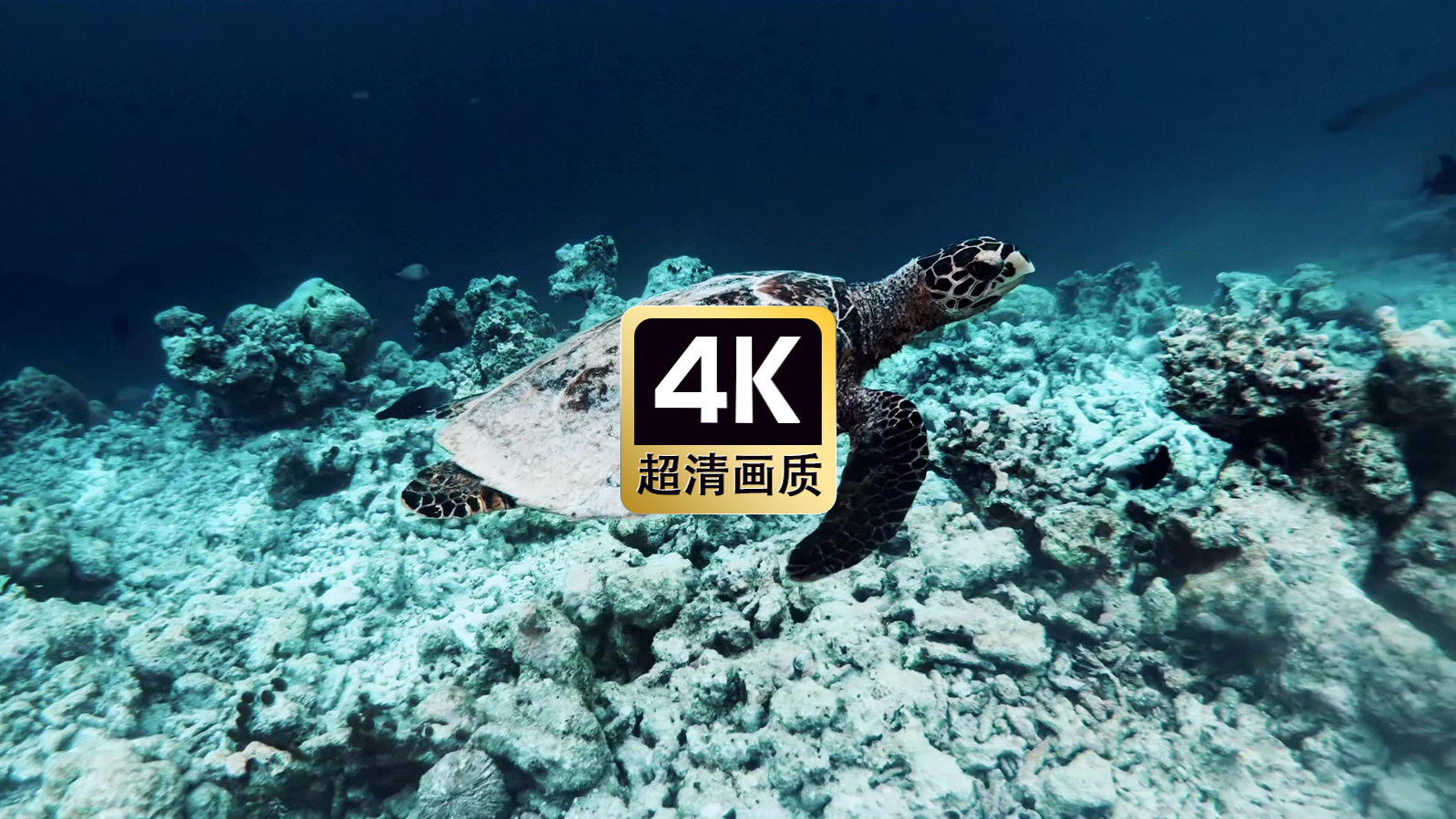 海地游泳的海龟