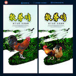 散养鸡