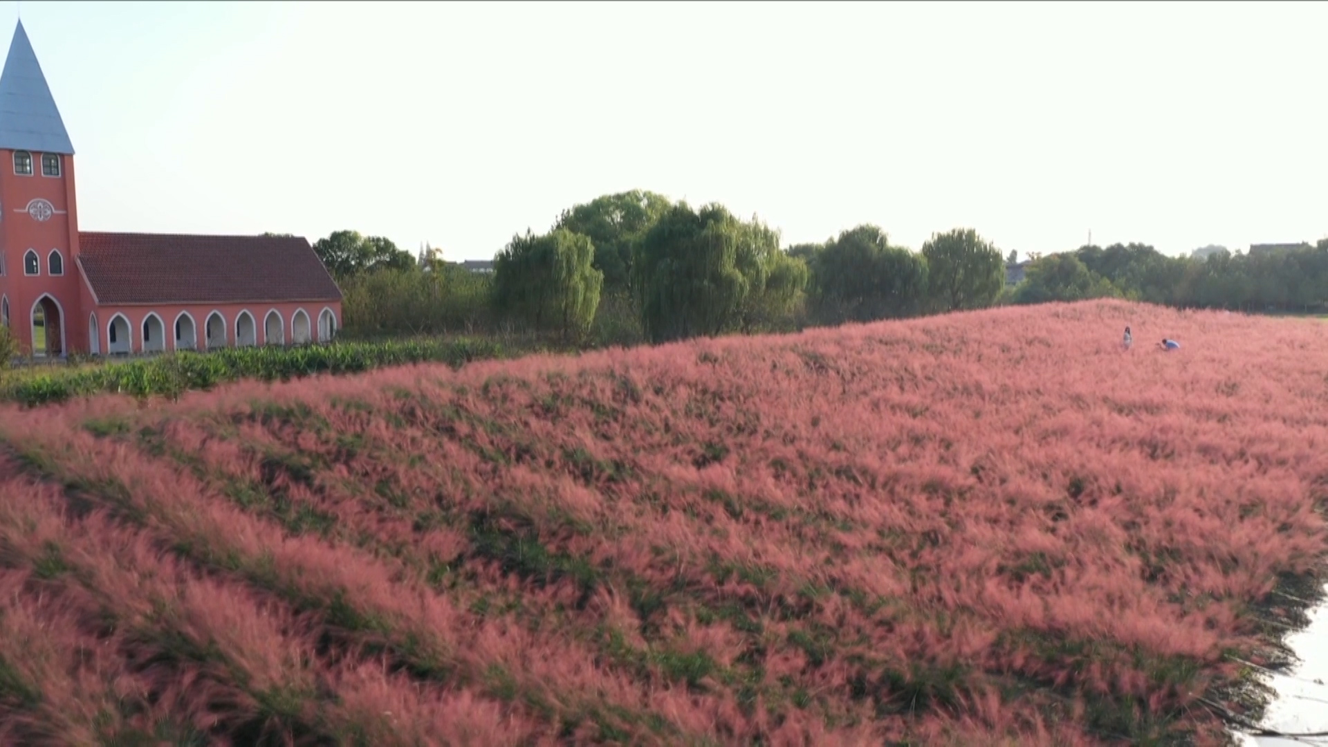 秋日粉黛花海航拍