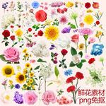 鲜花素材