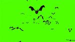 蝙蝠绿幕素材