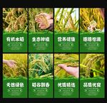 水稻