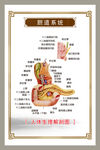 胆道系统