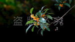 桂花
