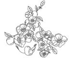 矢量花卉装饰手绘植物花朵线稿
