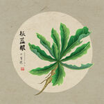 手绘板蓝根
