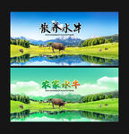 水牛