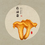 手绘鸡油菌