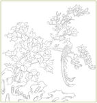 牡丹