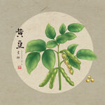 黄豆