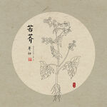手绘苦荞