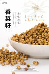 香菜籽海报
