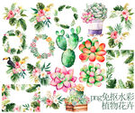 水彩植物花卉