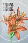 百合花装饰画