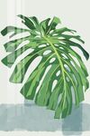 芭蕉叶